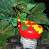 Red/Yellow